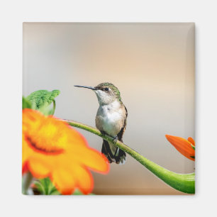 Hummingbird auf einer blühenden Pflanze Magnet