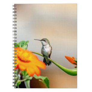 Hummingbird auf einer blühenden Pflanze Notizblock