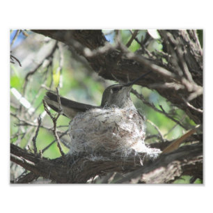 Hummingbird auf Nest Fotodruck