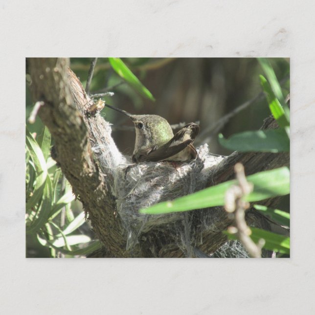 Hummingbird auf Nest Postkarte (Vorderseite)