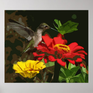 Hummingbird auf Zinnias Poster