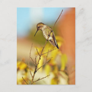 Hummingbird auf Zweig Postkarte