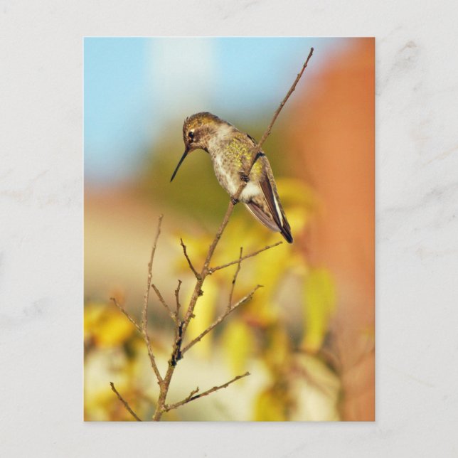 Hummingbird auf Zweig Postkarte (Vorderseite)