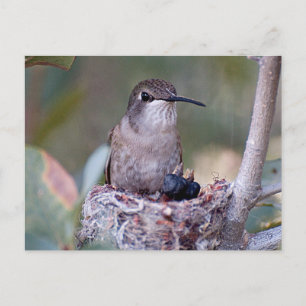 Hummingbird Babys 2 Postkarte
