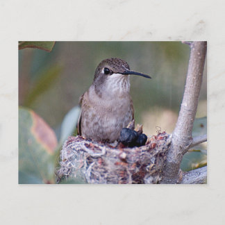Hummingbird Babys 2 Postkarte