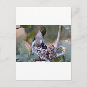 Hummingbird Babys Postkarte
