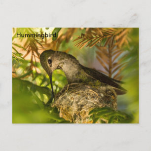 Hummingbird baut ein Nest- Postkarte