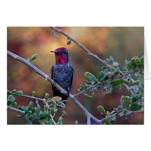 Hummingbird bei Sonnenuntergang