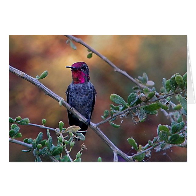 Hummingbird bei Sonnenuntergang (Vorderseite (Horizontal))