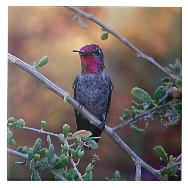 Hummingbird bei Sonnenuntergang Fliese (Vorderseite)