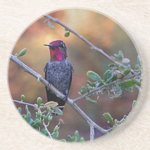 Hummingbird bei Sonnenuntergang Getränkeuntersetzer