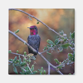 Hummingbird bei Sonnenuntergang Magnet