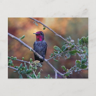 Hummingbird bei Sonnenuntergang nach Karte