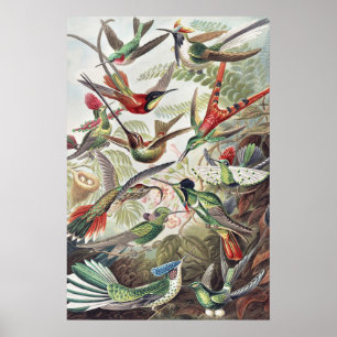 Hummingbird Bird Wildlife Classic Malerei Poster