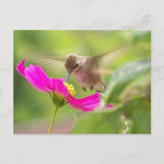 Hummingbird Bird Wildlife Postkarte