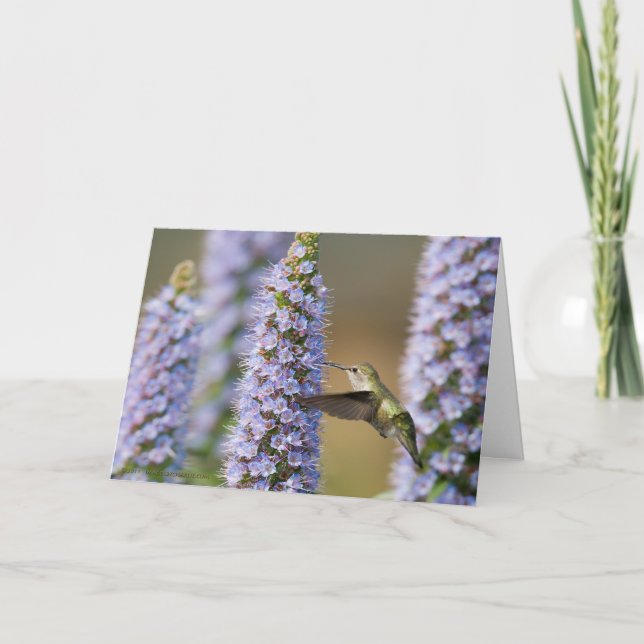 Hummingbird Birthday Card Karte (Vorderseite)