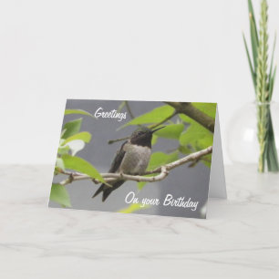 Hummingbird Birthday Greetings Card Karte