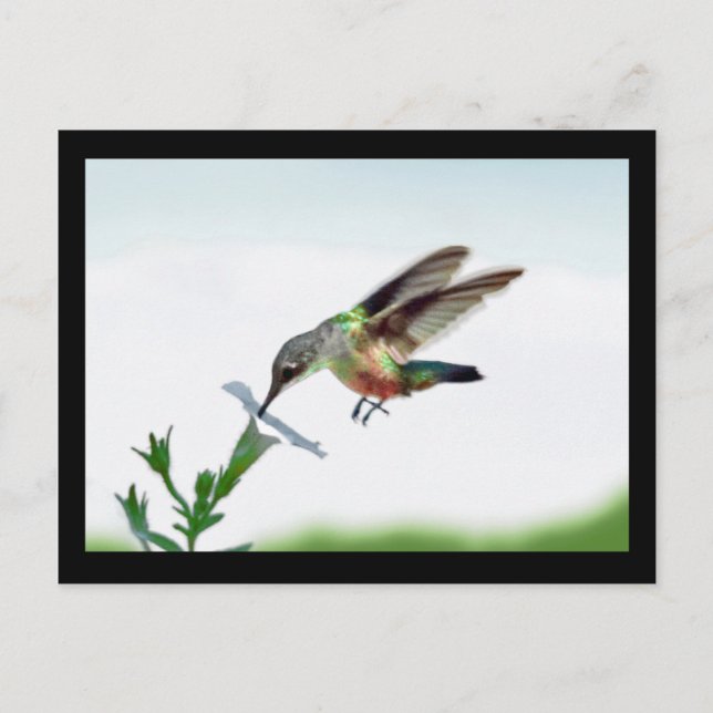 Hummingbird Card Gerahmt Postkarte (Vorderseite)