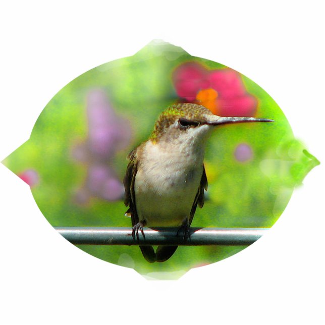 Hummingbird Christmas Hanging Fotoskulptur Ornament (Vorne)