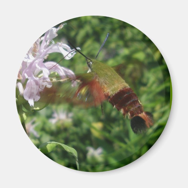 Hummingbird Clear Wing Moth Coordinated Items Magnet (Vorne)