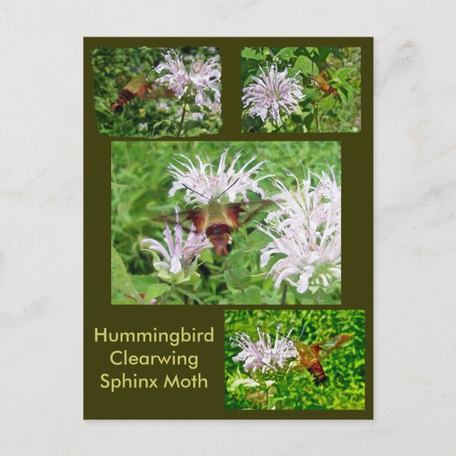 Hummingbird Clear Wing Moth Coordinated Items Postkarte (Vorderseite)