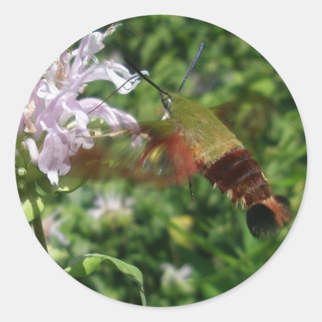 Hummingbird Clear Wing Moth Coordinated Items Runder Aufkleber (Vorderseite)