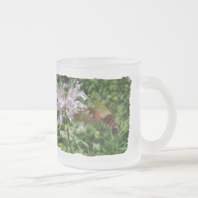 Hummingbird Clear Wing Moth on Monarda Mattglastasse (Rechts)