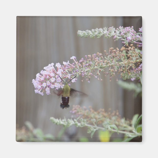 Hummingbird Clearance Moth Blank Card Magnet (Vorne)
