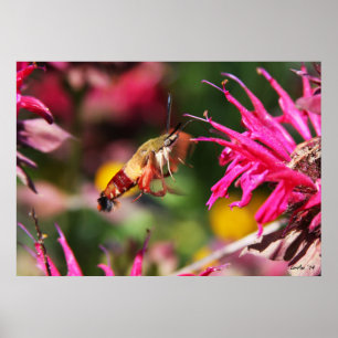Hummingbird Clearwing & Bee Balm 2 Poster