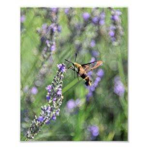 Hummingbird Clearwing Moth auf Lavenderfeld Fotodruck