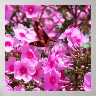 Hummingbird Clearwing & Phlox 3 Poster