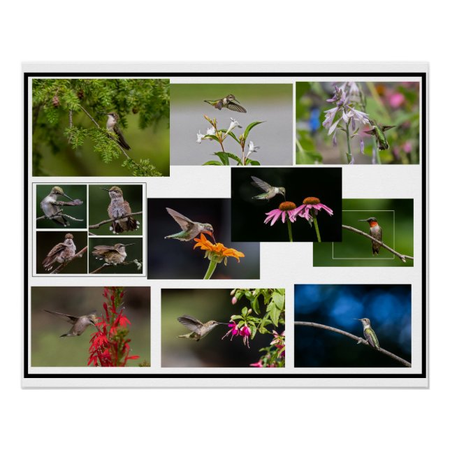 Hummingbird Collage Poster (Vorderseite)