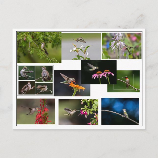 Hummingbird Collage Postkarte (Vorderseite)