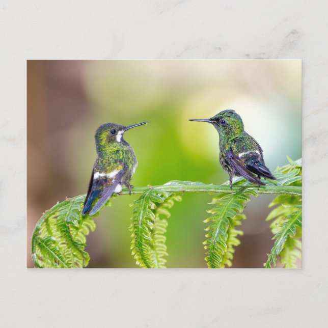 Hummingbird Couple auf einem Leaf Postkarte (Vorderseite)