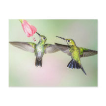 Hummingbird Couple Flying Side