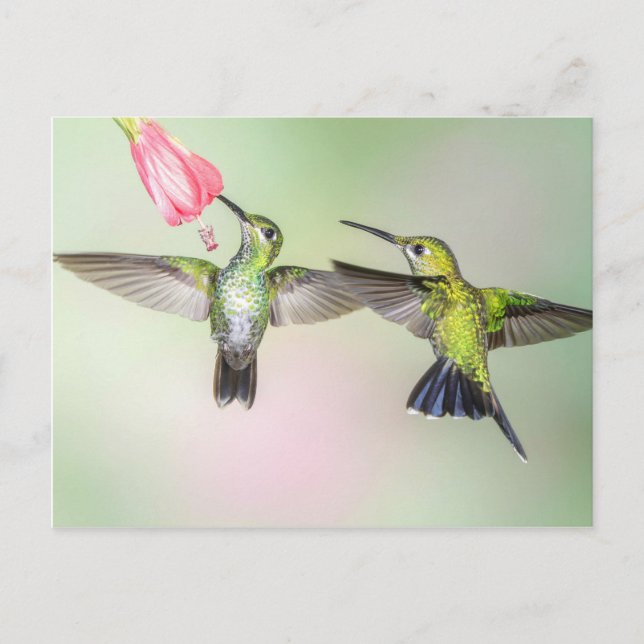 Hummingbird Couple Flying Side Postkarte (Vorderseite)