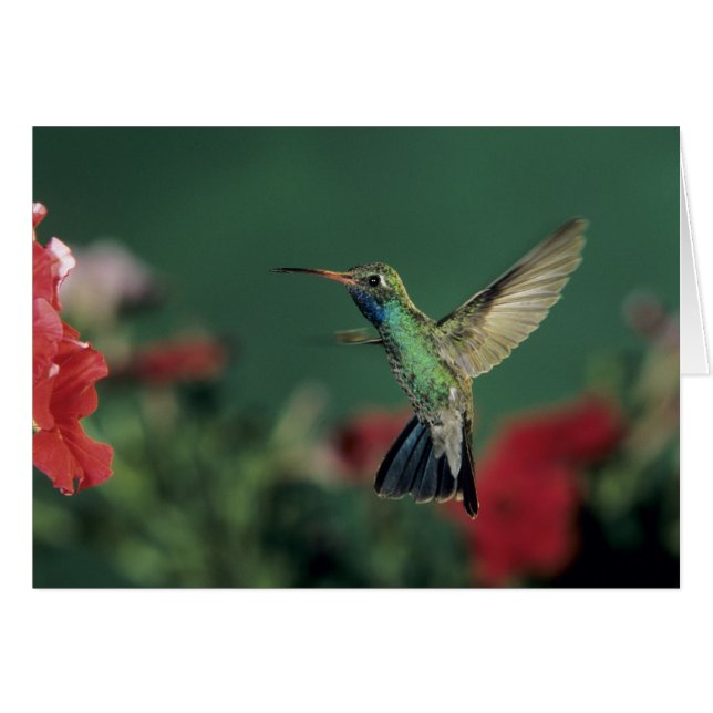 Hummingbird, Cynanthus (Vorderseite (Horizontal))