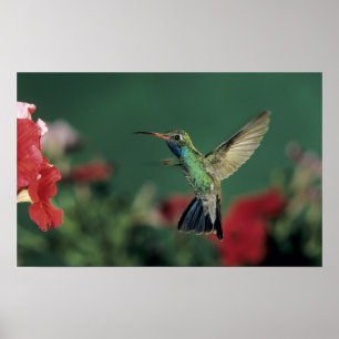 Hummingbird, Cynanthus Poster