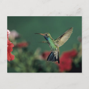Hummingbird, Cynanthus Postkarte