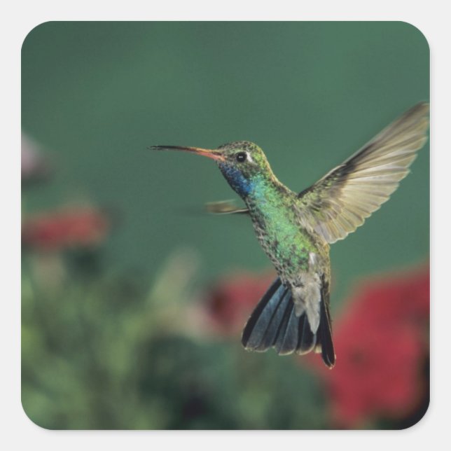 Hummingbird, Cynanthus Quadratischer Aufkleber (Vorderseite)