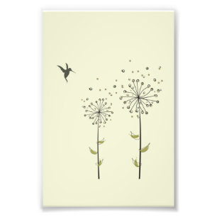 Hummingbird & Dandelion Fotodruck