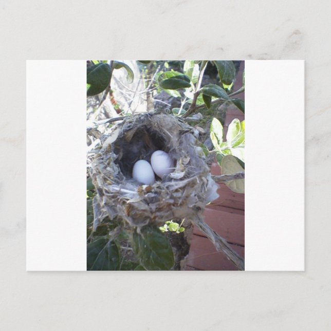 Hummingbird Eggs Postkarte (Vorderseite)