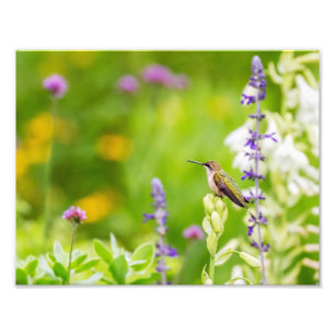 Hummingbird-Erholung Fotodruck