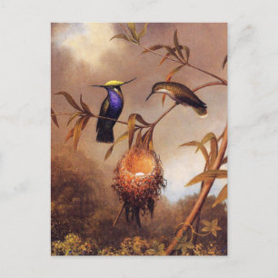 Hummingbird Family Postcard Postkarte