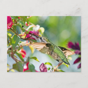 Hummingbird Fast Food Postkarte