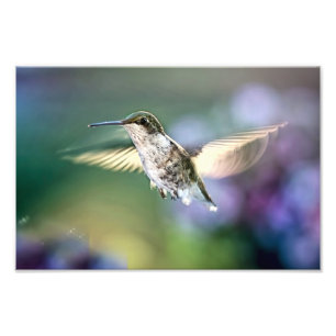 Hummingbird Flying Fotodruck