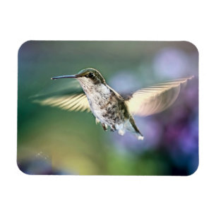 Hummingbird Flying Magnet