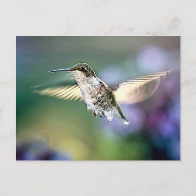 Hummingbird Flying Postkarte (Vorderseite)
