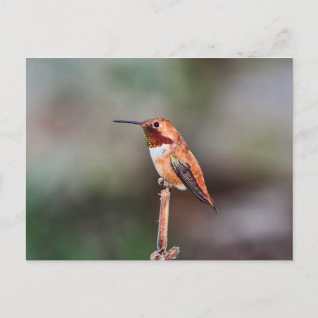 Hummingbird-Foto Postkarte (Vorderseite)