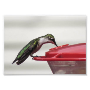 Hummingbird Foto Print 7x5